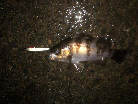 小雨の中でアジング